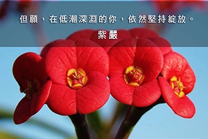 【堅持綻放】