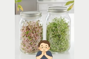 在家用梅森罐，輕鬆種出青花椰苗